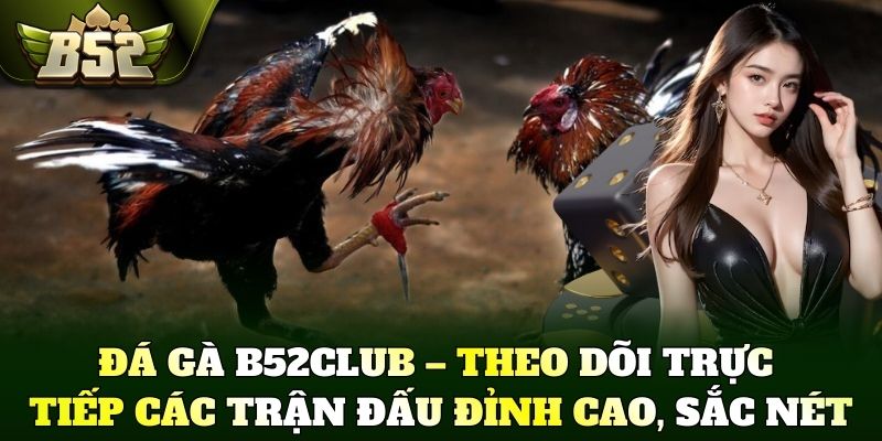 Đá gà B52Club – Theo dõi trực tiếp các trận đấu đỉnh cao, sắc nét