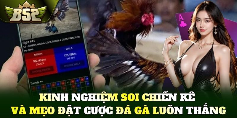 Kinh nghiệm soi chiến kê và mẹo đặt cược đá gà luôn thắng